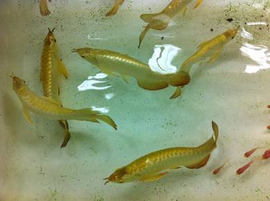 Golden crossback 6 inch -wholesale price