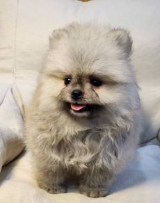 POMERANIAN PUPPIES A139 🌻 Sort of shine Boy~Girl