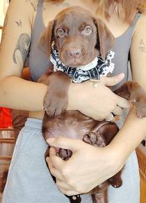 Labrador Retriever