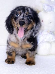 MINIATURE DACHSHUND Puppies D32 🐻 Merle Male
