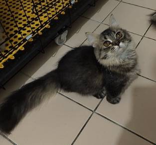 munchkin longhair 
