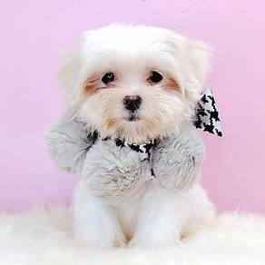 Maltese