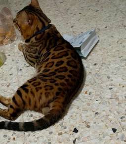 pure Bengal 