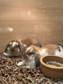 Rabbit for sale