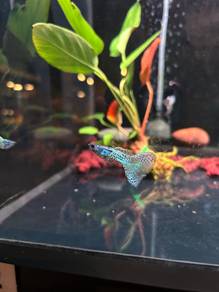 Metal Snakeskin Guppy