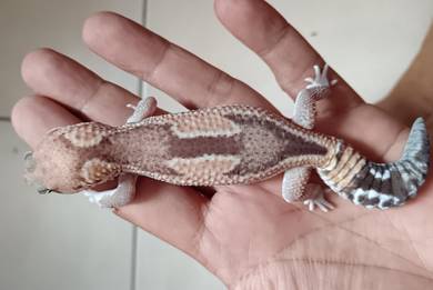 African fat tailed gecko 