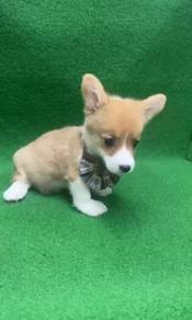 Pure Breed Corgi Puppy (Female2) 纯种柯基宝宝 女生2号