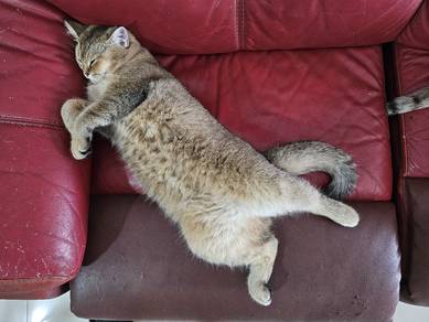 pure BSH female