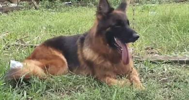 German Shepherd