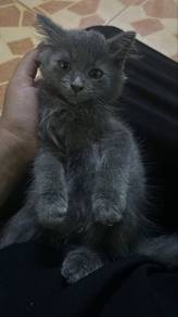anak kucing