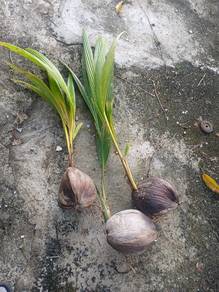 Anak pokok kelapa (coconut tree)
