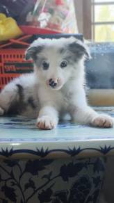 Merle Border Collie 边牧牧羊犬 陨石妹妹