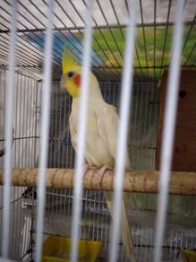Cockatiel - Latino - MALE - 1 YEAR OLD.