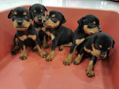 Classic Mini Pinscher / Miniature Pinscher 0505
