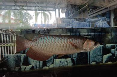 12in Arowana Power Blue Mgbb