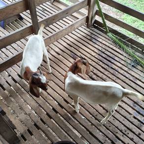 Kambing baca