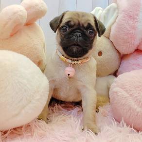 Pug