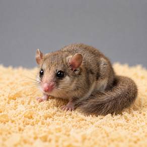 Dormouse