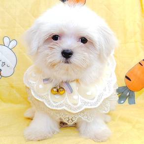 Maltese
