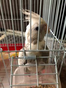 cockatiel untuk dilepaskan