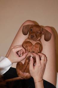 J0889 Dachshund Irresistibly Cute Puppy