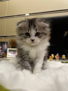 Ragdoll x Scottish Fold