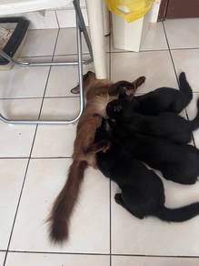 BSH mix siamese kittens
