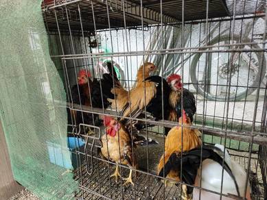 Ayam Serama 