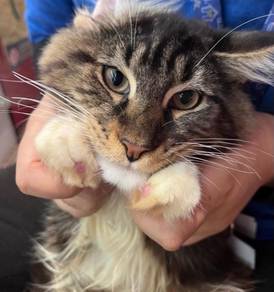 Mainecoon Male Kitten for Sale