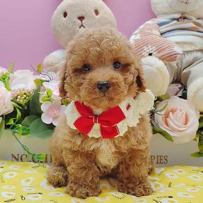 Poodle