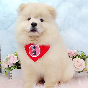 Chow Chow
