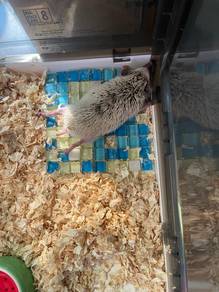 Hadgehog/landak mini