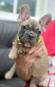 FRENCH BULLDOG PUPPIES FB236🌻Cute Puppy Available