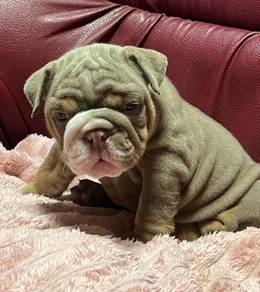 ENGLISH BULLDOG PUPPIES Female C024