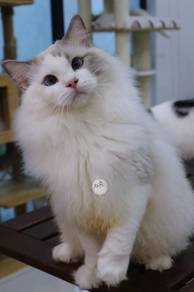 Ragdoll Blue point-white male