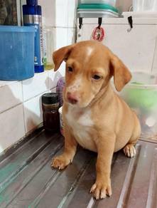 Anjing kampung 