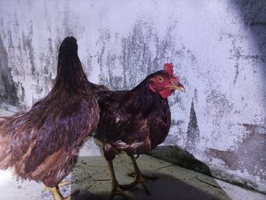 Ayam Rode Island Red (RIR)