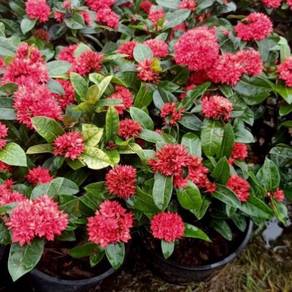 Bunga exora warna merah