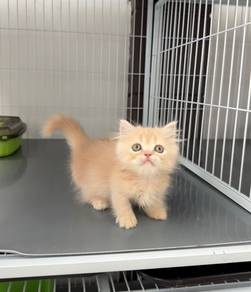 Napoleon short leg kitten