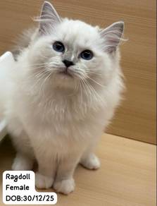 Ragdoll Cat for Sale