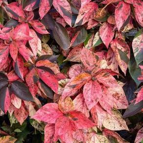 Acalypha Wilkesiana Cultivar