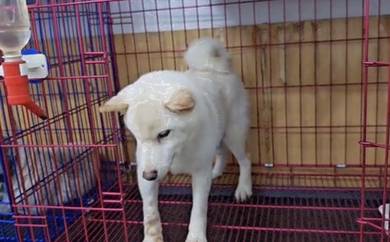 Shiba Inu cream male pup