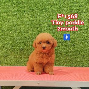 toy poodle f