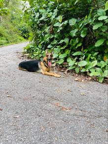 Excellent German Shepherd STUD/Mating ONLY