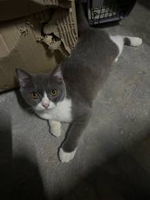 BSH cat