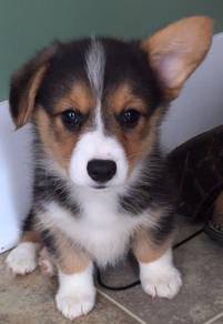 B6077 Magic-tailed Corgi Adorable Short Leg Puppy