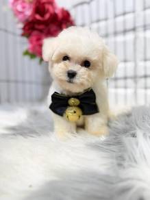 WER828 beautiful mini Bichon cute puppies
