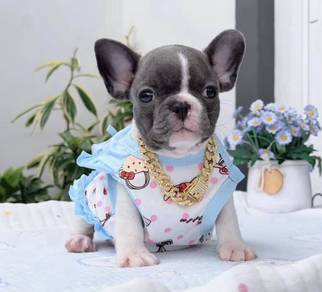 FRENCH BULLDOG PUPPIES VIP170🌻Cute & Healthy Boy