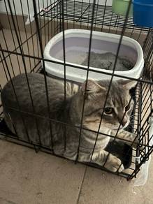 Kucing