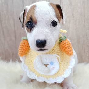 Jack Russell